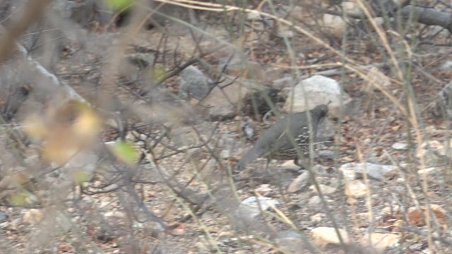 Quail Moving Through Dry Rocky Underbrush