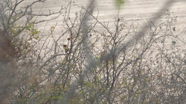 Small Bird Moving Among Tree Branches