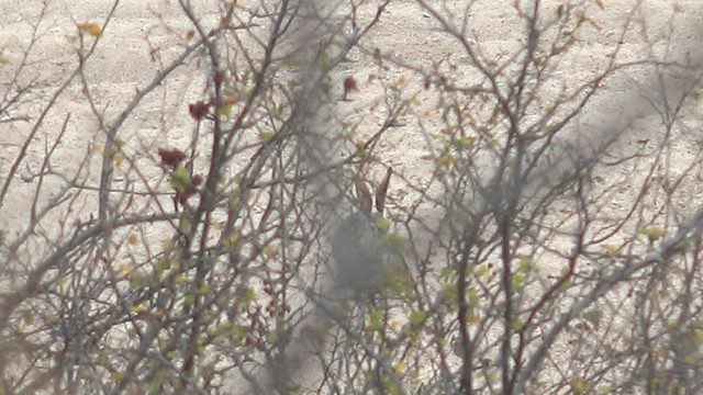 Small Bird Navigating Tree Branches