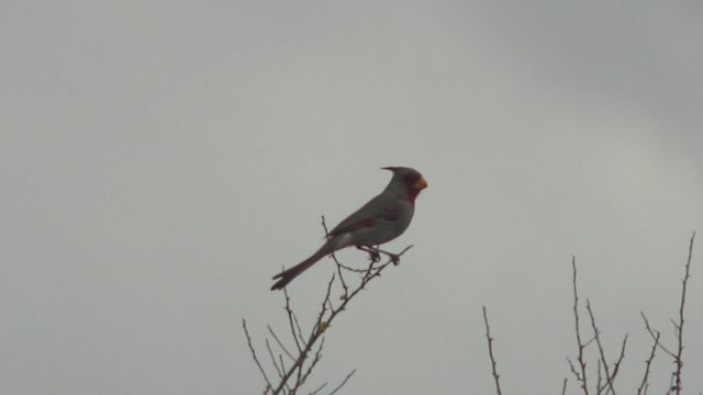 Cardinal Perched on Bare Branch with Head Movements