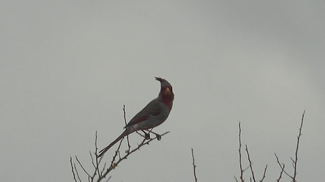 Red-crested Bird Perched on Bare Branch