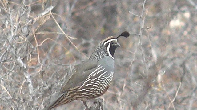 Quail Adjusting Topknot on a Dry Branch