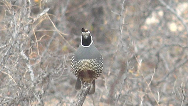 Quail's Head Movements on a Dry Branch