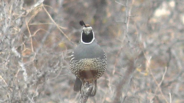 Quail Perched on a Branch in Dry Bushes