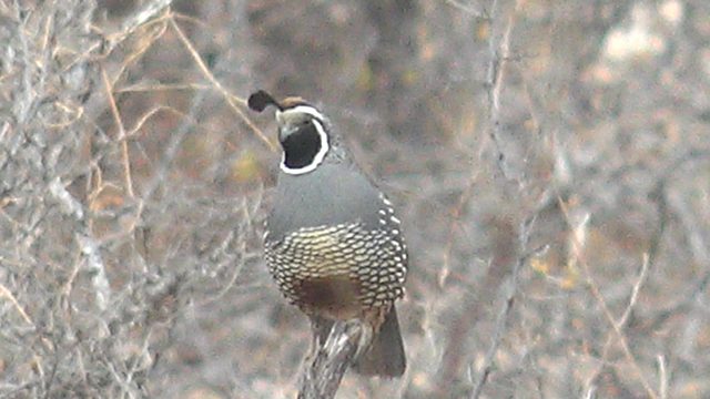 Quail Perched on a Branch in Dry Brush