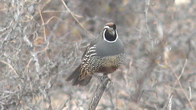 Quail's Topknot Movements While Perched on Branch