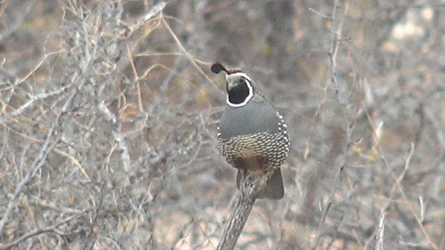 Quail Perched on a Branch in Dry Brush