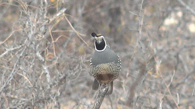 Quail Perched on a Branch with Head Movements