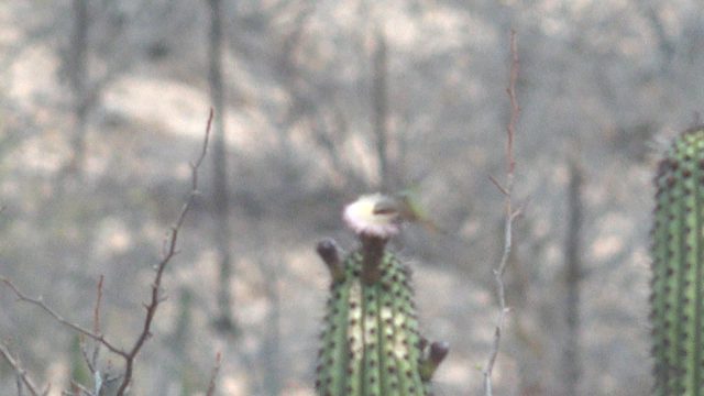 Hummingbird Feeds on Cactus Flower in Desert