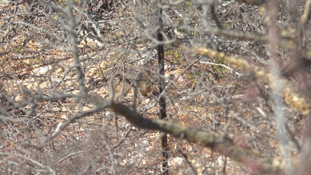 Small Rodent Moving Through Leafless Branches