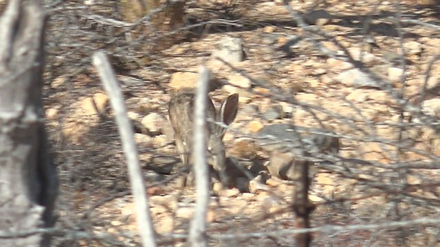 Jackrabbit Moving Past Barbed Wire Fence in Arid Terrain