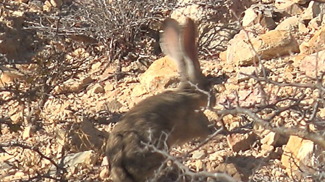 Jackrabbit Moving Through Rocky Desert Terrain