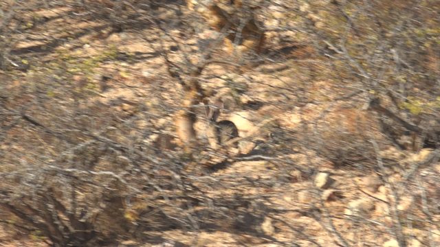 Desert Jackrabbit Moving Through Sparse Bushes