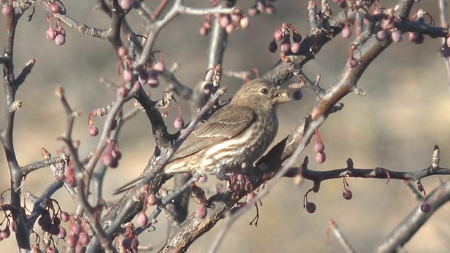 Small Bird Feeding on Berries in a Tree
