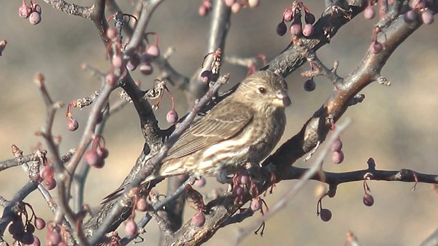 Small Bird Perched on Berry-Laden Branch