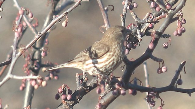 Small Bird Pecking at Berries on a Branch