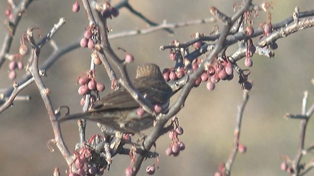 Small Bird Eating Berries and Taking Flight