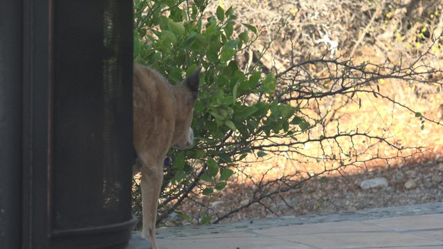 Deer Partially Hidden by Foliage and Structure