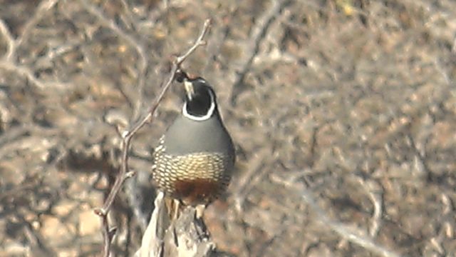 Quail Perched on a Dry Branch, Head Moving