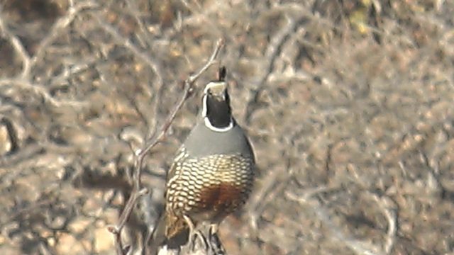 Quail Perched on a Branch in Dry Brush