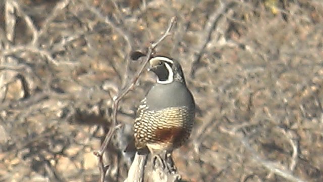 Quail Perched on a Branch Turning Its Head