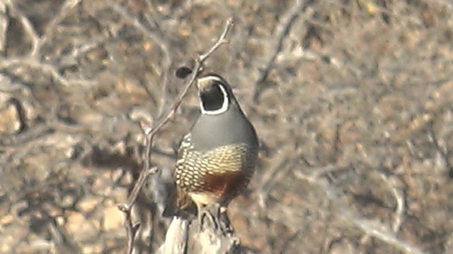 Quail Perched on a Branch Adjusting Feathers