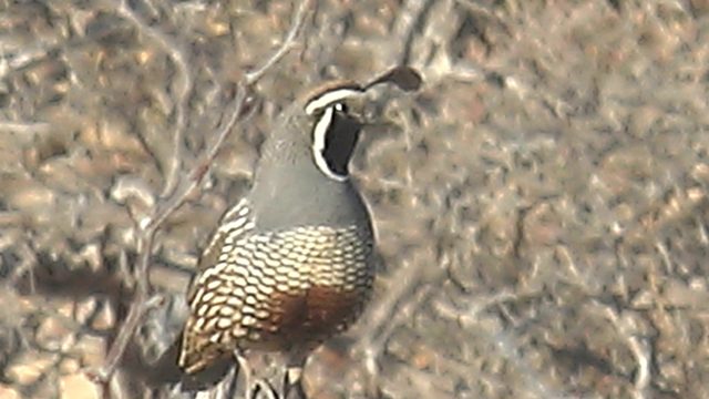 Quail Perched on Branch, Head Moving