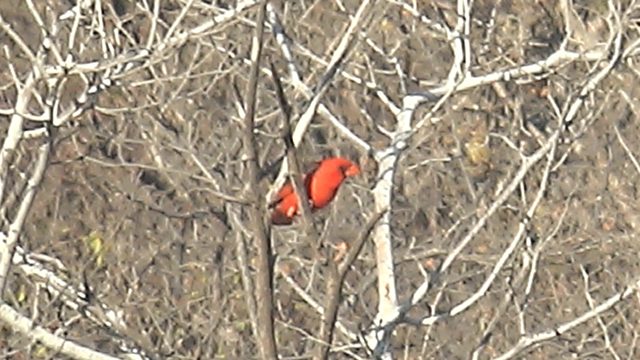 Red Cardinal Moving Among Bare Tree Branches