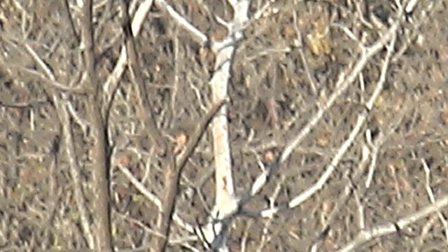 Red Cardinal Moving Among Bare Tree Branches