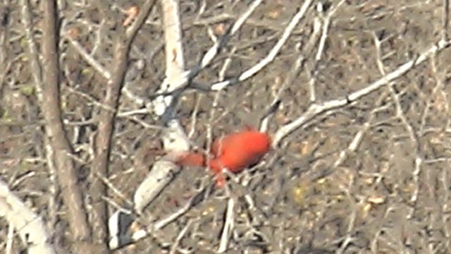 Red Cardinal Perched on Bare Tree Branch