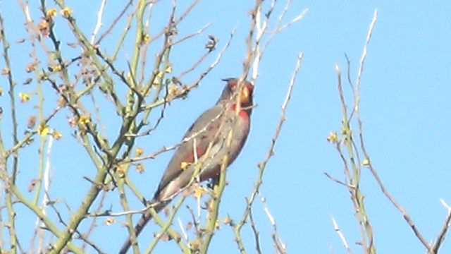 Cardinal Bird Singing on a Tree Branch