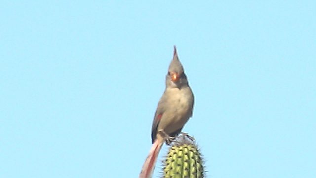 Pyrrhuloxia Perched on Saguaro Cactus in Clear Sky