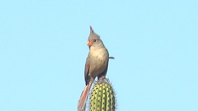 Female Cardinal Perched on Cactus