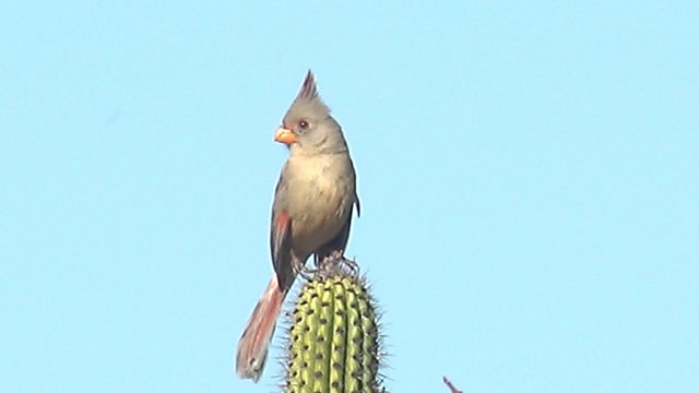 Female Cardinal Perched on a Cactus