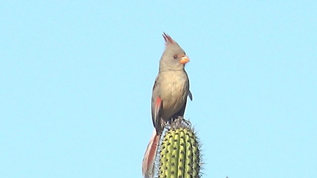 Female Cardinal Perched on Saguaro Cactus
