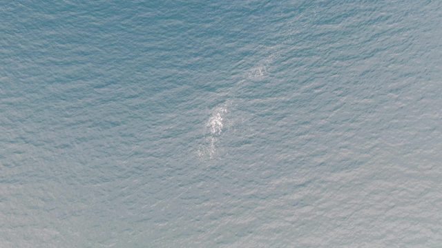 Marine Animal's Foamy Trail in Ocean