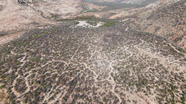 Arid Valley with Circular Vegetation Patterns