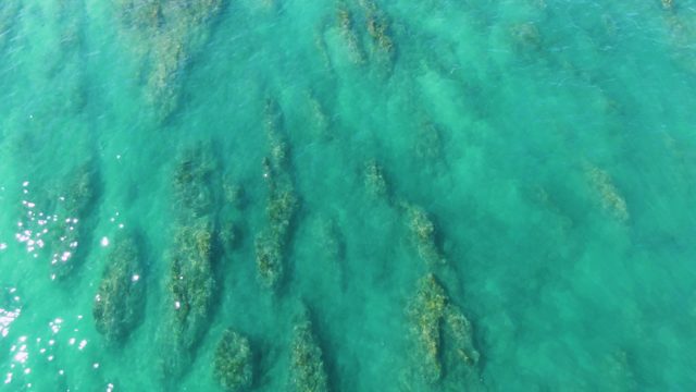 Submerged Mangroves in Clear Turquoise Water