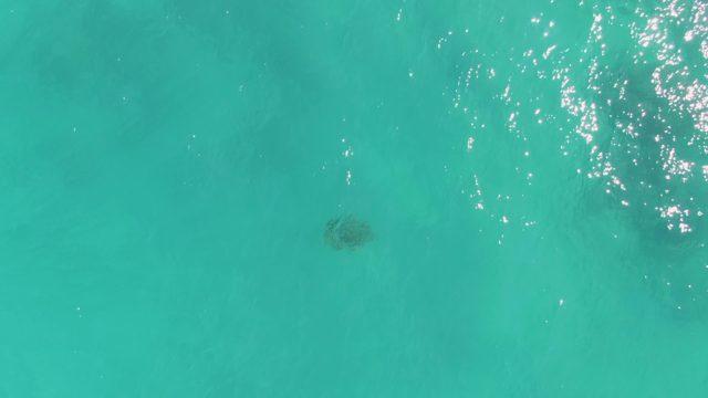Sea Turtle Gliding Through Crystal-Clear Ocean Water