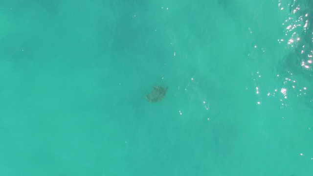 Sea Turtle Swimming in Clear Turquoise Water