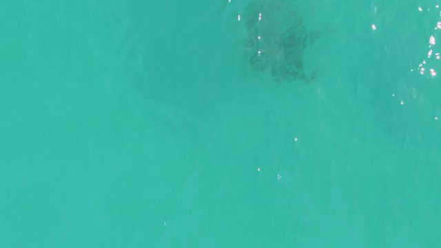 School of Fish Swimming in Turquoise Water