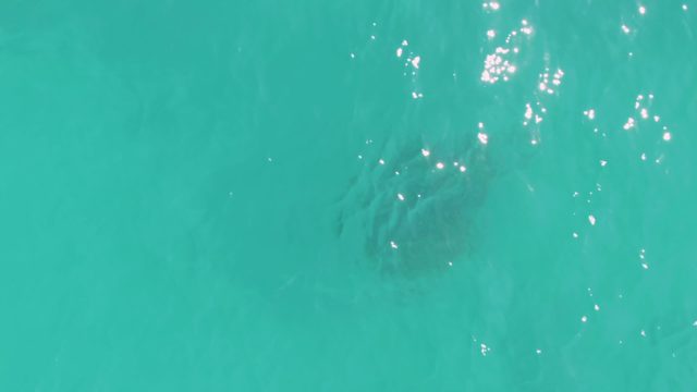 Sea Turtle Swimming in Clear Turquoise Water