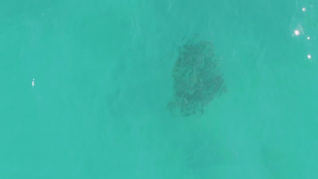 School of Fish Swimming in Turquoise Water