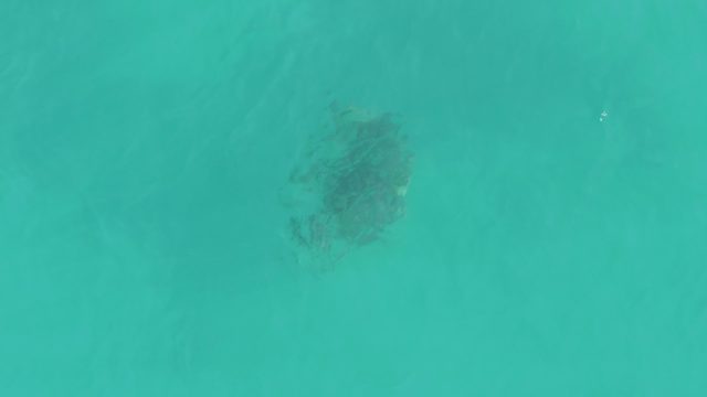 Sea Turtle Swimming in Clear Turquoise Water