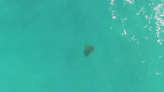 Sea Turtle Swimming in Clear Turquoise Water