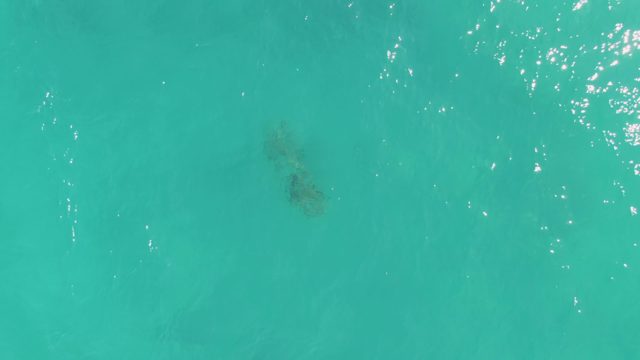 Sea Turtle Swimming in Clear Turquoise Ocean