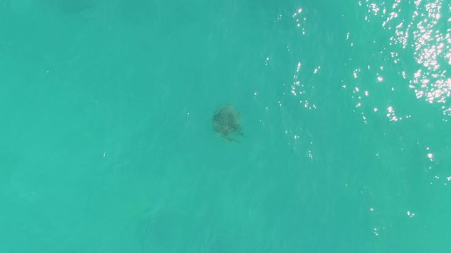 Sea Turtle Swimming in Clear Turquoise Water