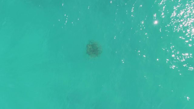 Sea Turtle Swimming in Clear Turquoise Water