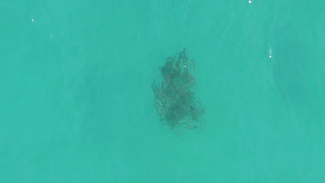 Seaweed Drifting in Turquoise Ocean Water