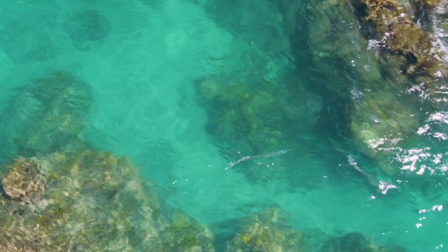 Fish Swimming in Clear Turquoise Water Over Rocks